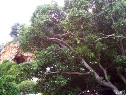 Orange tree full of blossoms