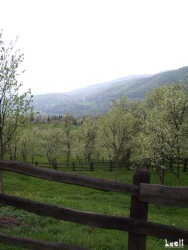 Fruit trees surrounded by very nice wooden fences