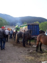 Livestock fair in Turbe (nearby Travnik, 6th May 2009)