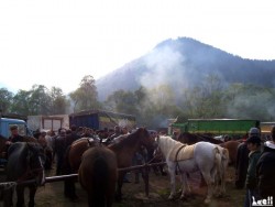 Livestock fair in Turbe (nearby Travnik, 6th May 2009)