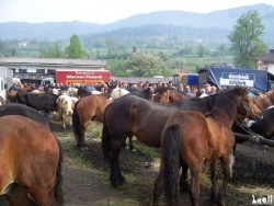 Livestock fair in Turbe (nearby Travnik, 6th May 2009)