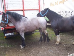 Livestock fair in Turbe (nearby Travnik, 6th May 2009)