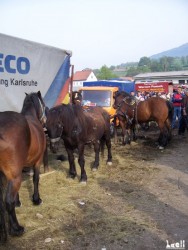 Livestock fair in Turbe (nearby Travnik, 6th May 2009)