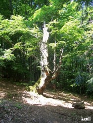 Path marks in the forest