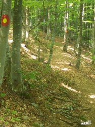 Path marks in the forest