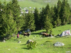 Cattles spend days in the mountain summer pastures