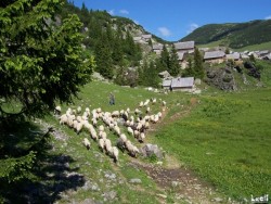 Sheep also spend the day in the mountain, under care of their sheperd