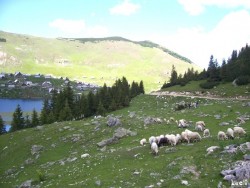 Back to Prokos village and lake... and their sheep