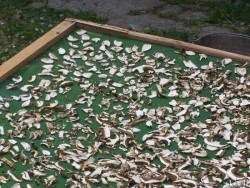Traditional way to dry mushrooms, for certification as Organic product