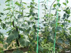 In the green house: cucumbers