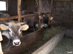 Their cows, the breed is originated from the region