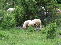 Bosnian sheep