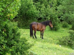Bosnian horse