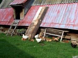 Chicken, in their natural habitat