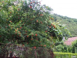Pomegranate (Grenadier)