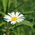Bonne semaine mes Loulous et bon courage