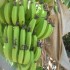 Qui veut des bananes de la Martinique ?