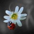 LES COCCINELLES