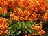JOLIES FLEURS ORANGE DU SENEGAL