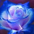 LA ROSE BLEUE