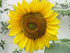 JAUNE COMME UN SOLEIL