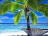 BALADE SOUS LES COCOTIERS