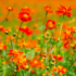 COULEUR ORANGE