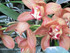 EXPOSITION D'ORCHIDEES AU JARDIN DES PLA