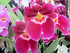 EXPOSITION D'ORCHIDEES AU JARDIN DES PLA