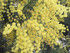 MIMOSA EN FLEURS DU JARDIN DES PLANTES D