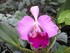 UNE BELLE COLLECTION D'ORCHIDEES
