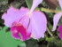 EXPOSITION D'ORCHIDEES AU JARDIN DES PLA