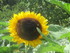 AU JARDIN DES PLANTES DE PARIS - LE TOUR