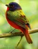 COMME L'OISEAU SOIT LIBRE DE TOUTES INQU