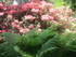 PARC FLORAL DE PARIS - SUITE -