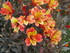 PARTERRE FLEURI ENTRE LA RUE ET LE TROTT