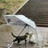 CHATS ET CHATONS