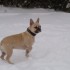 Dolly dans la neige