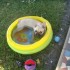 dolly et SA piscine  !