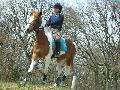 ~~Les poneys sur la butte~~
