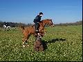 ~~Les poneys sur un obstacle de cross~~