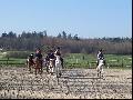 ~~ Détente sur une carrière de dressage~