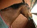 ~~Chevaux~~