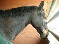 ~~Chevaux~~