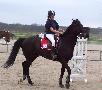 ~~ Concours des chevaux~~