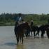 Dernier Bain des chevaux