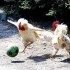 La poule regarde son foot