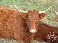 la vache d'auvergne