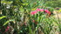 Au jardin
