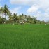 Les rizières d'Ubud